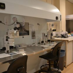 Genesis-lab-2-edit-1